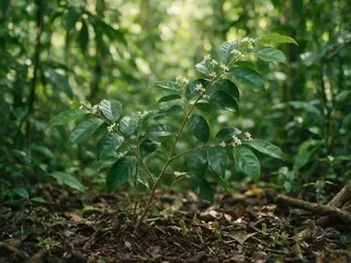 Muira Puama Extract